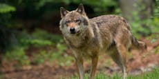 Tote Schafsherde! Wolf als Täter per DNA bestätigt