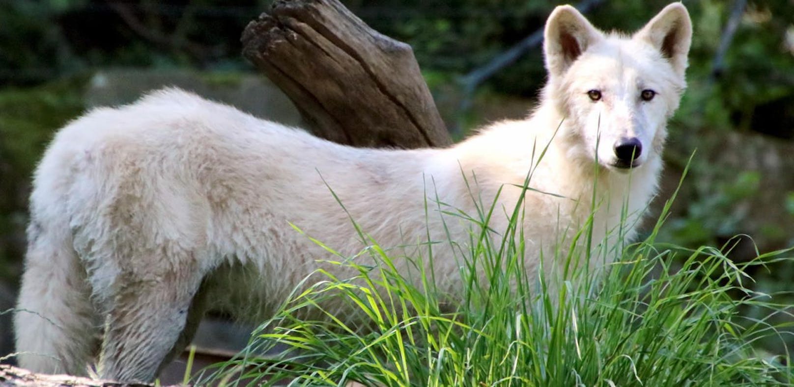 Schöne "Bjelle" verstärkt Wolfsrudel in Herberstein