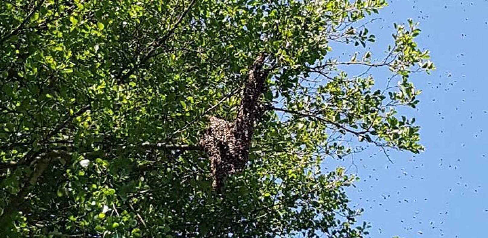 Bienenvolk sammelte sich in 8 Metern Höhe auf Baum