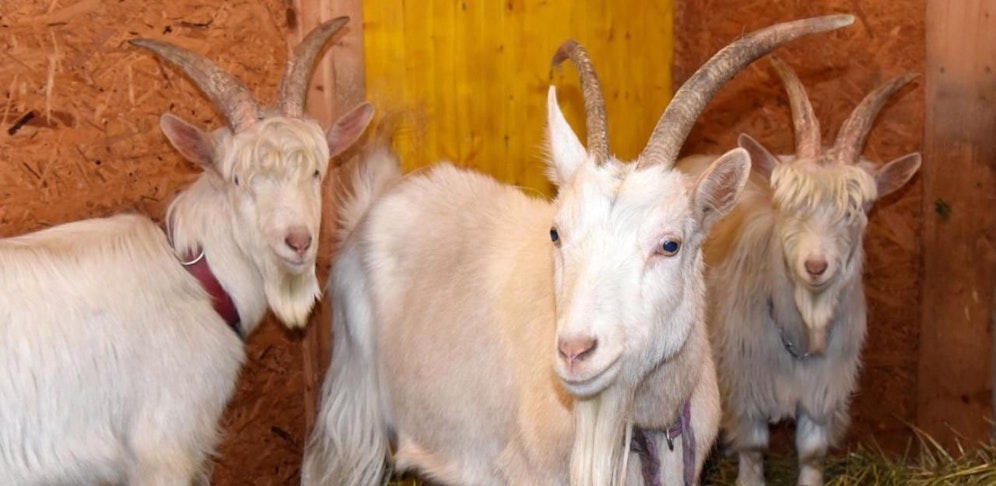 Mama Susi und ihre beiden Söhne, Elvis und Bruce, durften am Gnadenhof von Animal Spirit am Hendlberg einziehen.