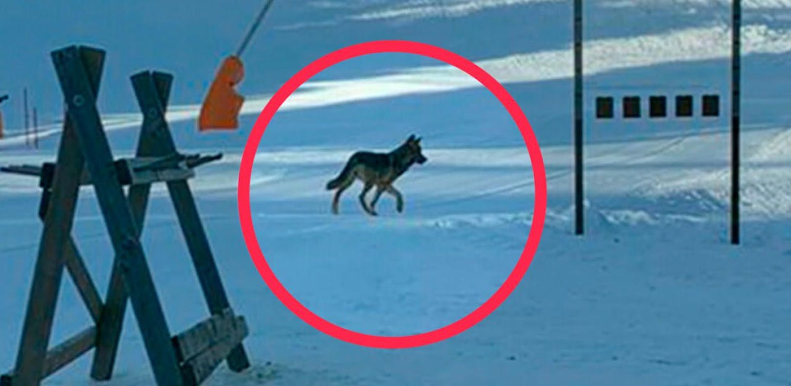 Wolf auf Kärntner Skipiste sorgt für Verunsicherung
