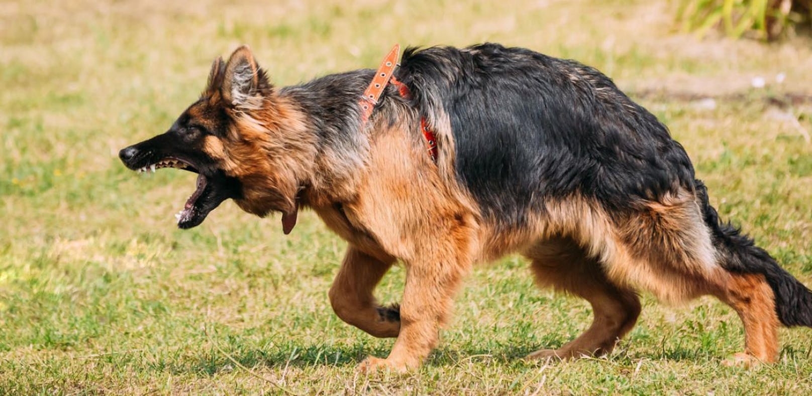 Frau sticht 5 Mal auf Schäfer ein, um Hund zu retten