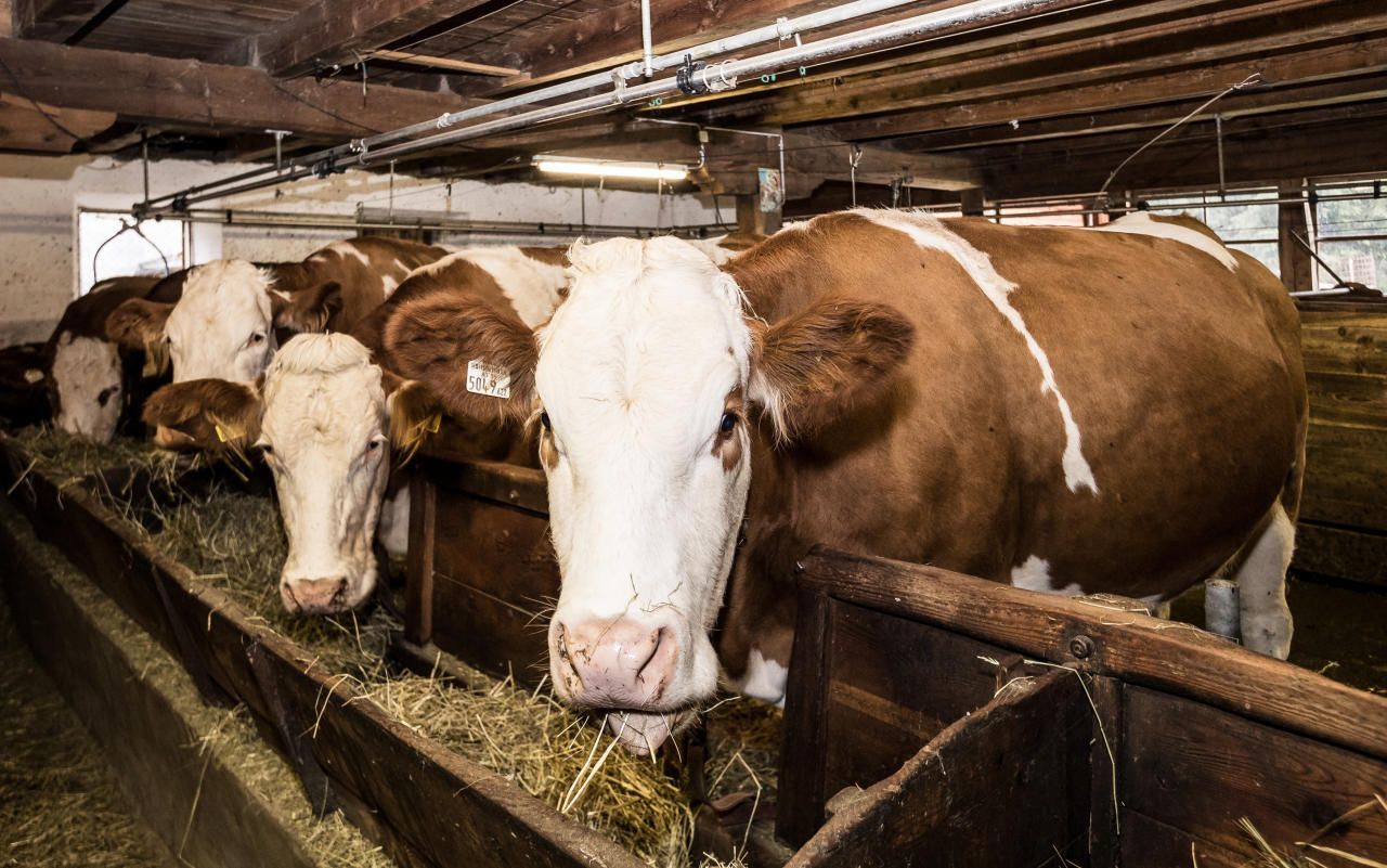 In Vorarlberg werden nun Tests durchgeführt, um einen TBC Verdachtsfall zu klären.