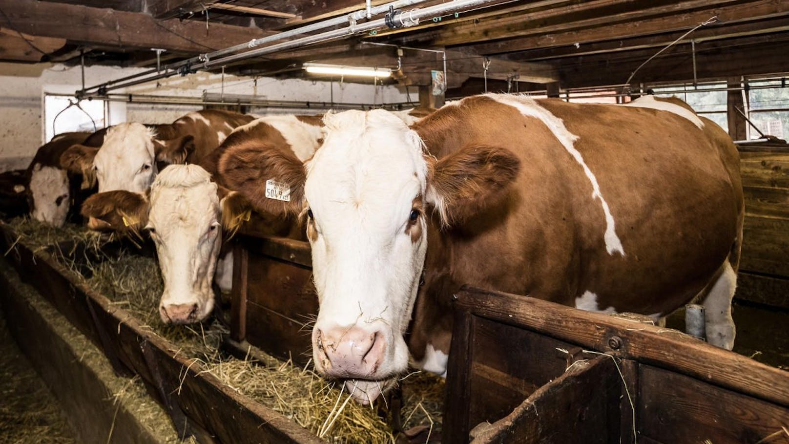 Landwirte zittern – 10.000 Rinder auf TBC getestet