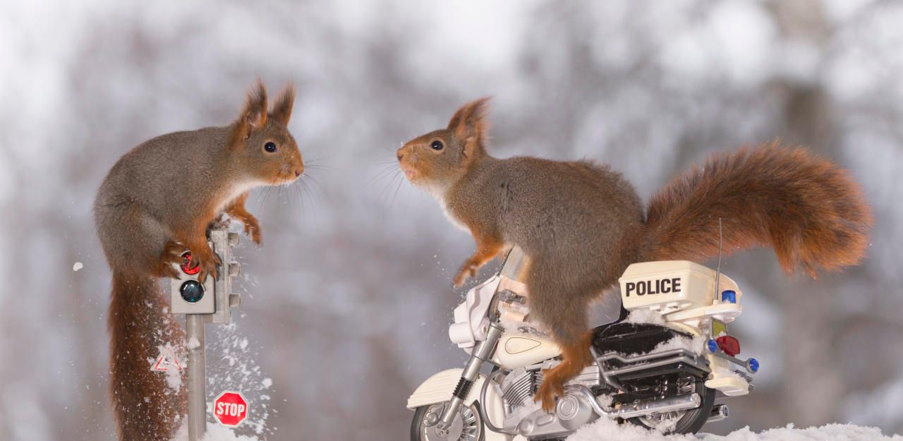 Heute.at - Polizei bekommt ungewöhnlichen Besuch