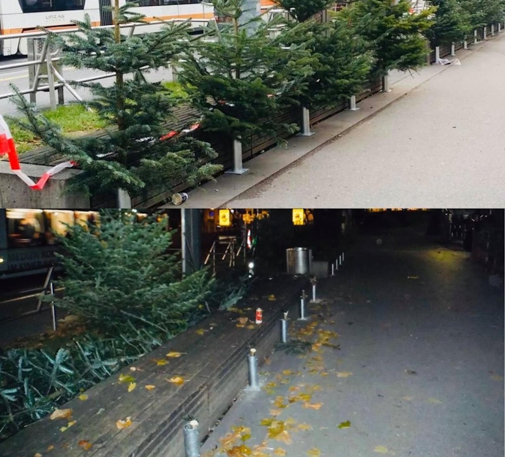 Das Foto oben zeigt die Christbäume, die direkt an den Sitzbänken angebracht worden waren. Im Foto unten zu sehen: In der Nacht auf Sonntag wurden die Bäume im Volksgarten von Unbekannten "entfernt".