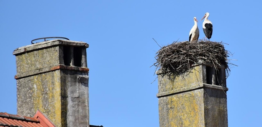 Die beiden Störchen landeten bereits am Horst am Hauptplatz.