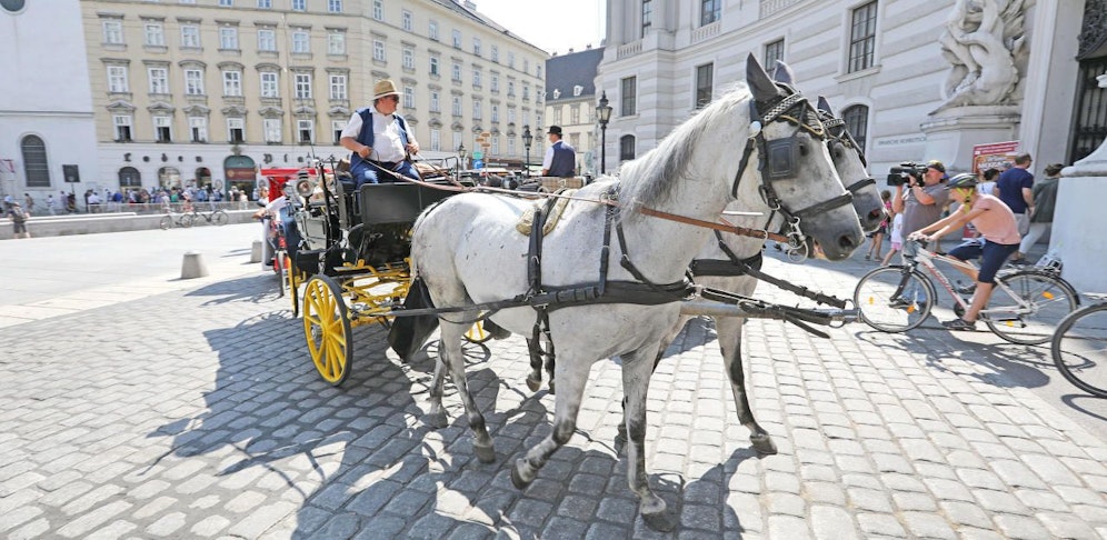 Ab 35 Grad bekommen die Wiener Fiakerpferde hitzefrei. 