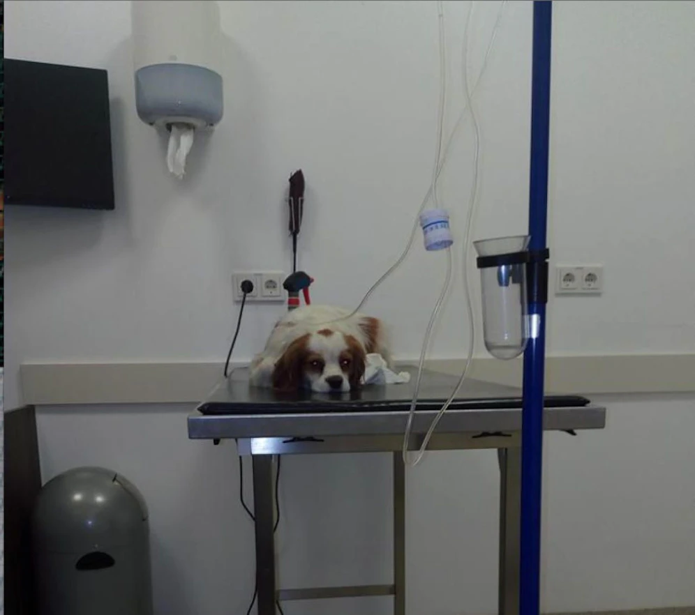 Riley wurde beim Tierarzt mit Infusionen aufgepäppelt.