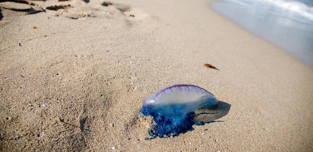 Die "Portugiesische Galeere" ist für Menschen gefährlich.