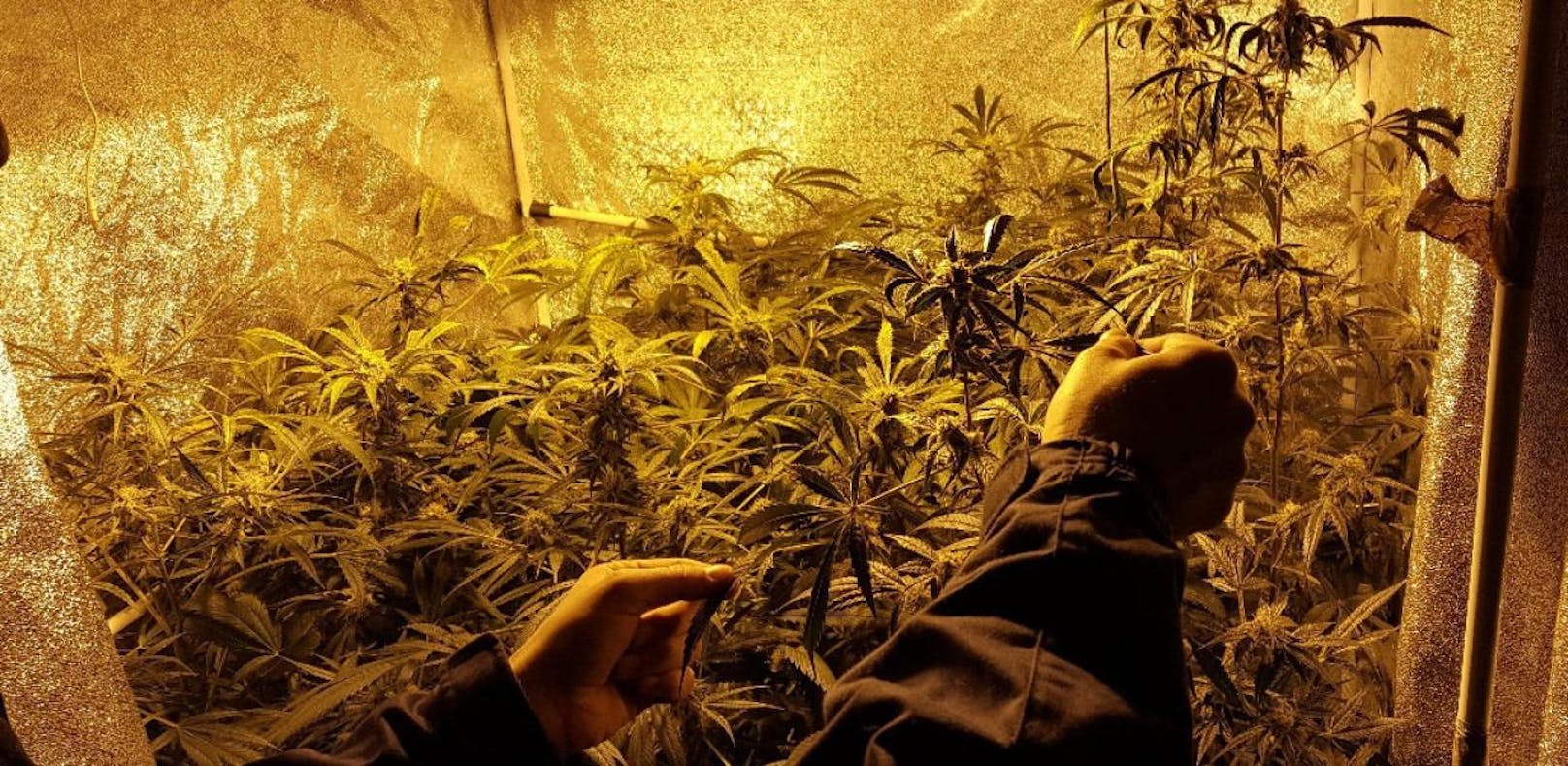 Polizisten ernten in Schlafzimmer Cannabis