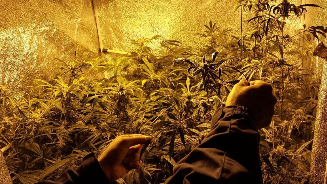 Heute.at - Kärntner betrieb in Schlafzimmer Indoor-Plantage