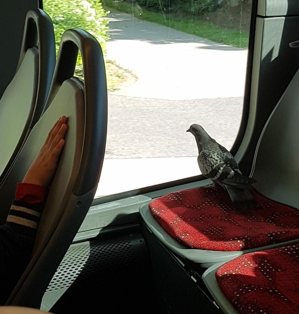 Dieser gefiederte Passagier wurde im 60A von unserer Leserin Lilly entdeckt.