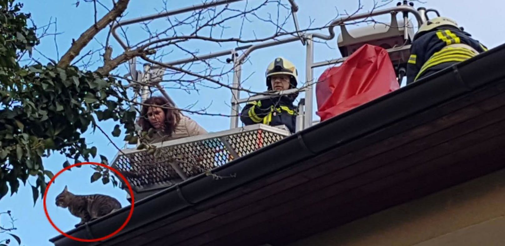 Kater Felix lief auf Dach vor Feuerwehr davon