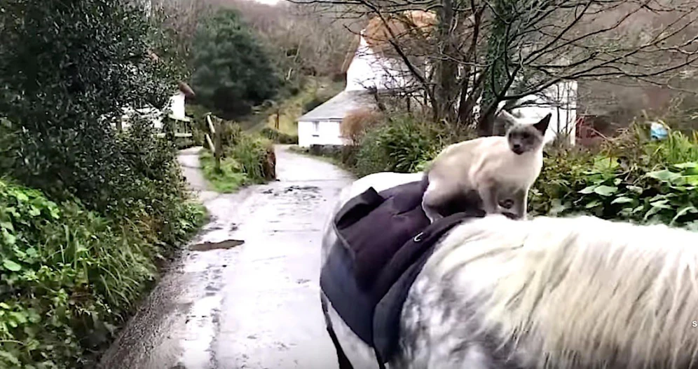 Hü und hott: Katze "Louise" reitet mit seinem Freund, dem Pony "Comet", gerne aus. 