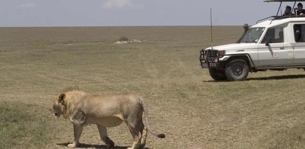 Die Löwenjagd war legal.