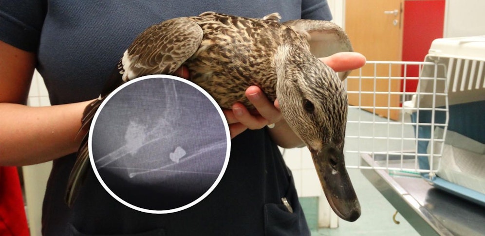 Die Ente und das Röntgenbild.