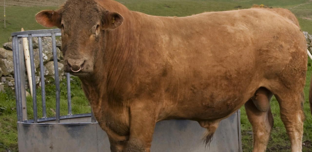 Heute.at - 800-Kilo-Stier drückt Bauer gegen Wand: schwer verletzt