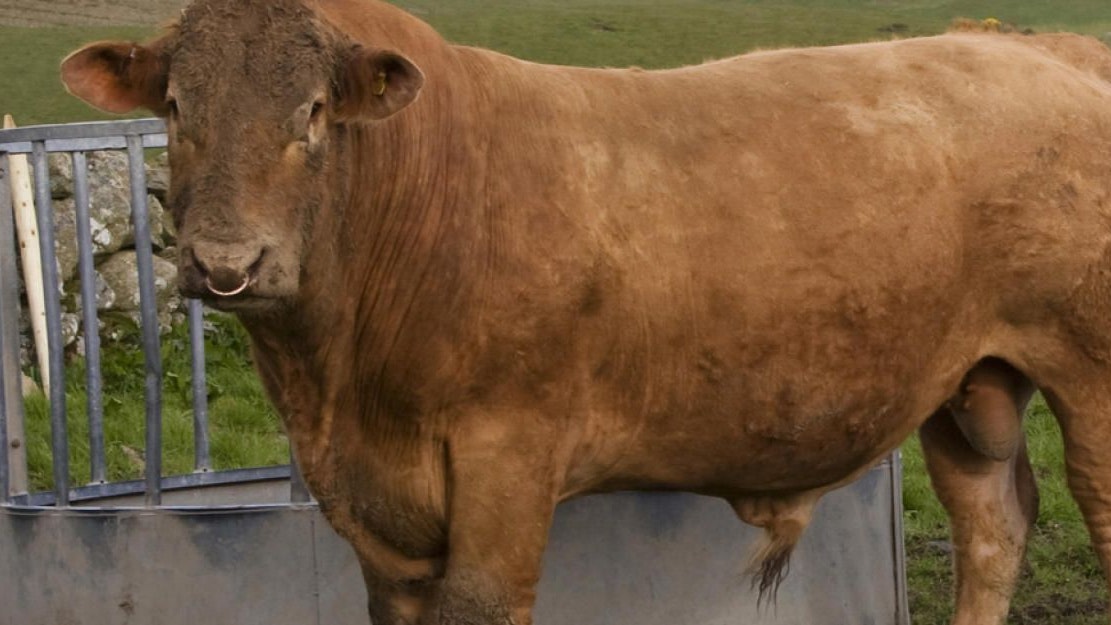 Heute.at - 800-Kilo-Stier drückt Bauer gegen Wand: schwer verletzt