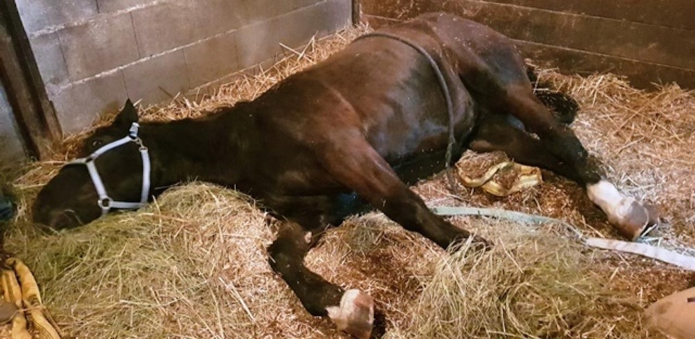 Das Pferd konnte zuerst nicht mehr von alleine aufstehen. 