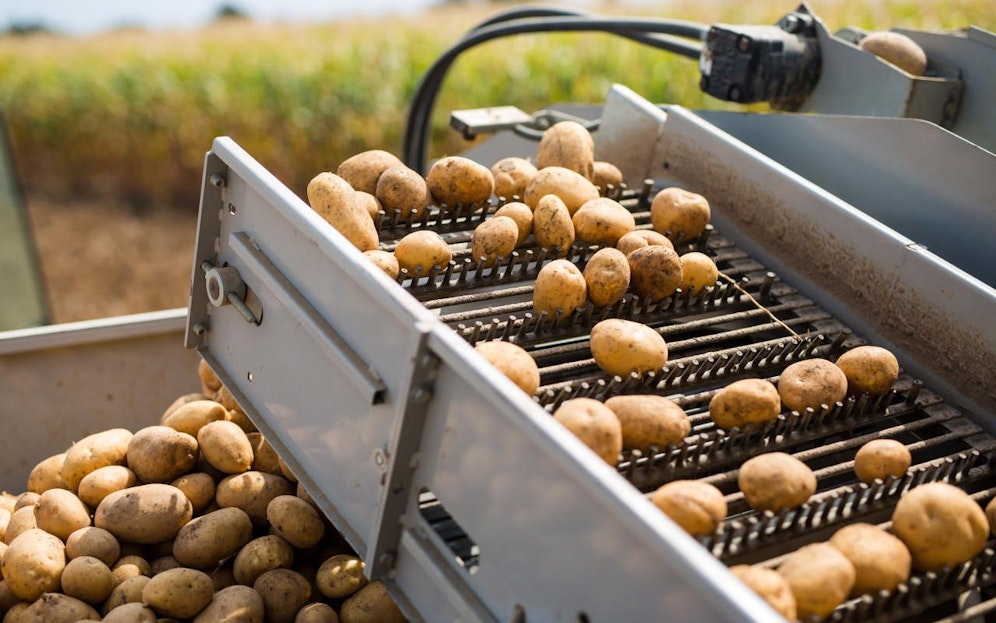 Erdäpfel-Ernte auf einem Feld in Deutschland. Symbolfoto