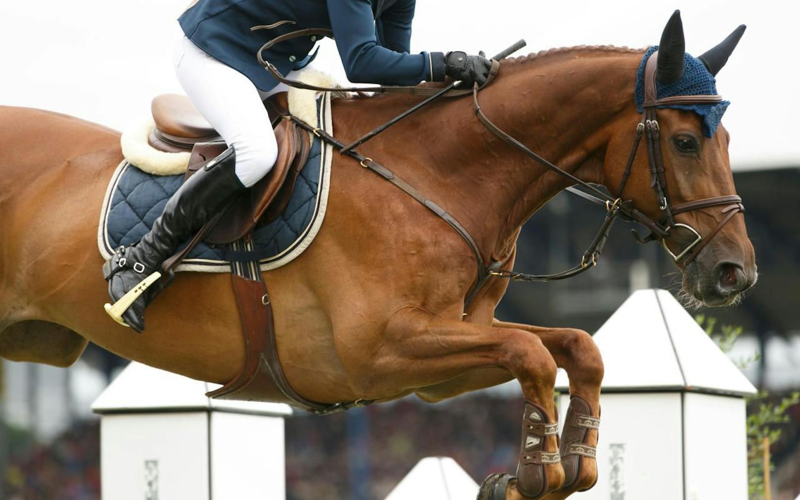 Jahrelang soll ein steirischer Pferdehändler Sportpferde illegal als Schlachtvieh deklariert haben.