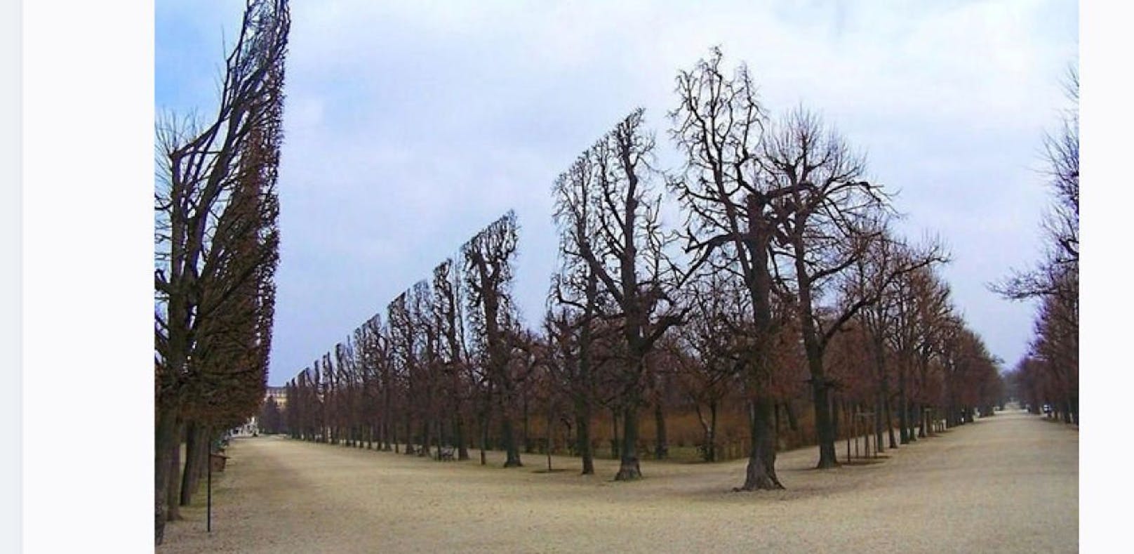 Dieses Foto von akkurat geschnittenen Bäumen im Schönbrunner Schlosspark wird zum Klick-Hit.