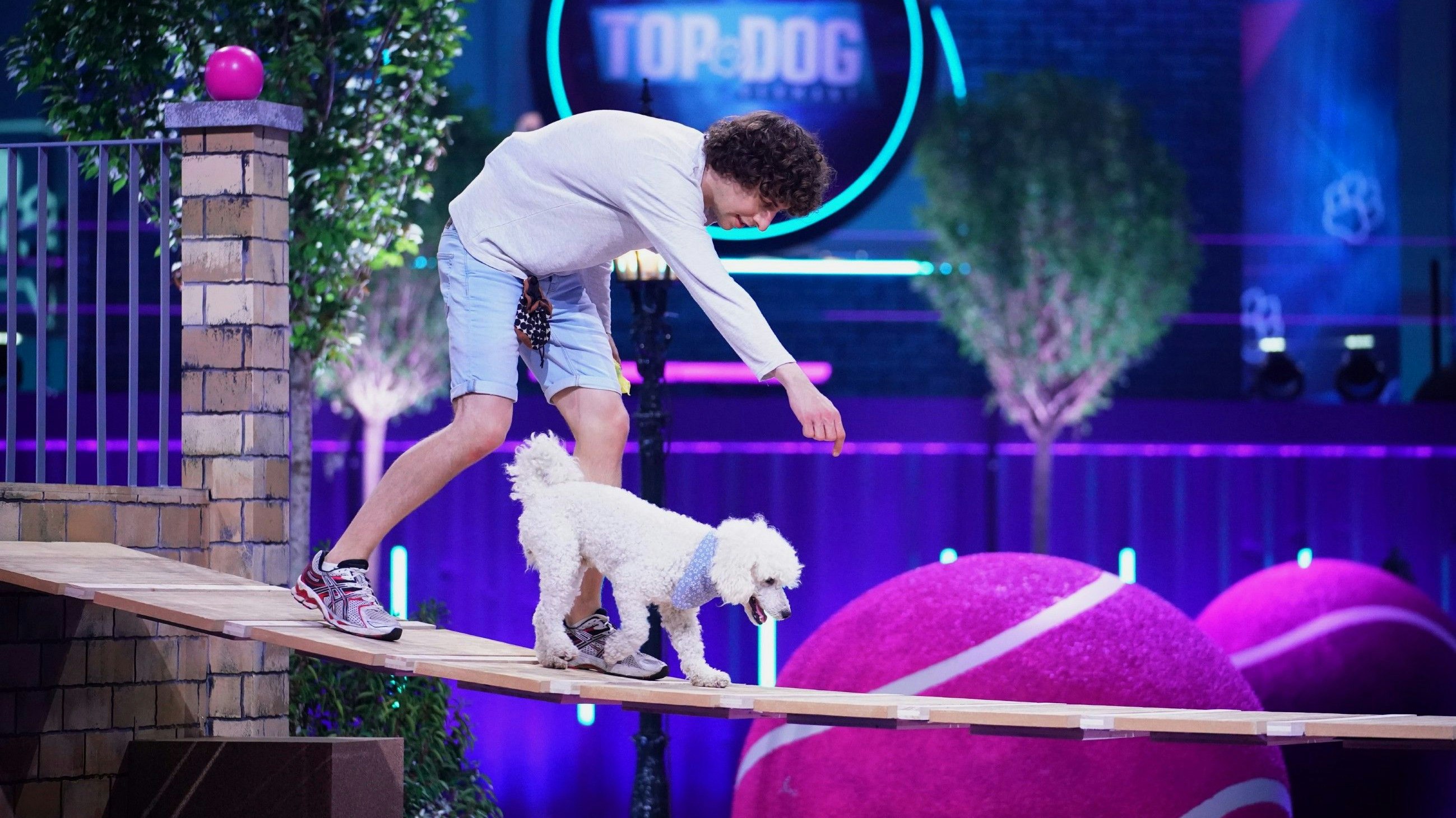 Der Mittelpudel Elvis macht nicht alles, was Herrchen Manuel will.