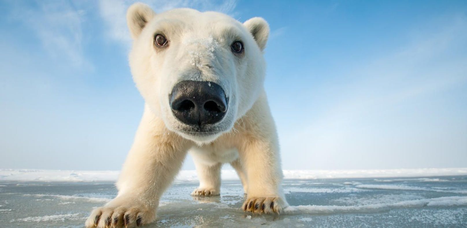Fünf erstaunliche Fakten über Eisbären