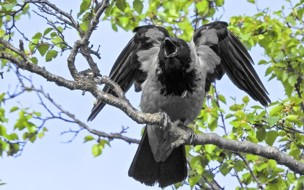 Die Krähen-Eltern beschützen ihre Jungen.