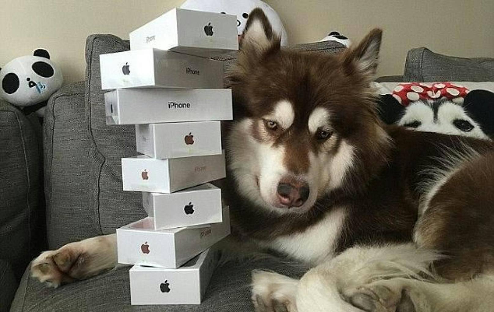 Wang Sicong kaufte  Hund Coco 8 iPhones.
