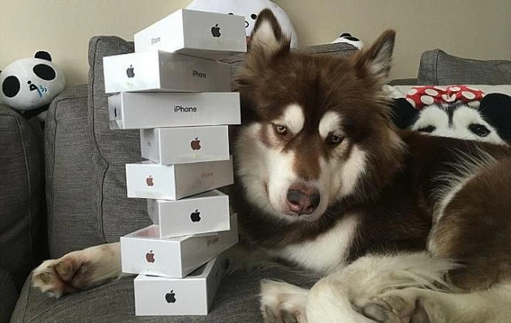 Wang Sicong kaufte  Hund Coco 8 iPhones. 
