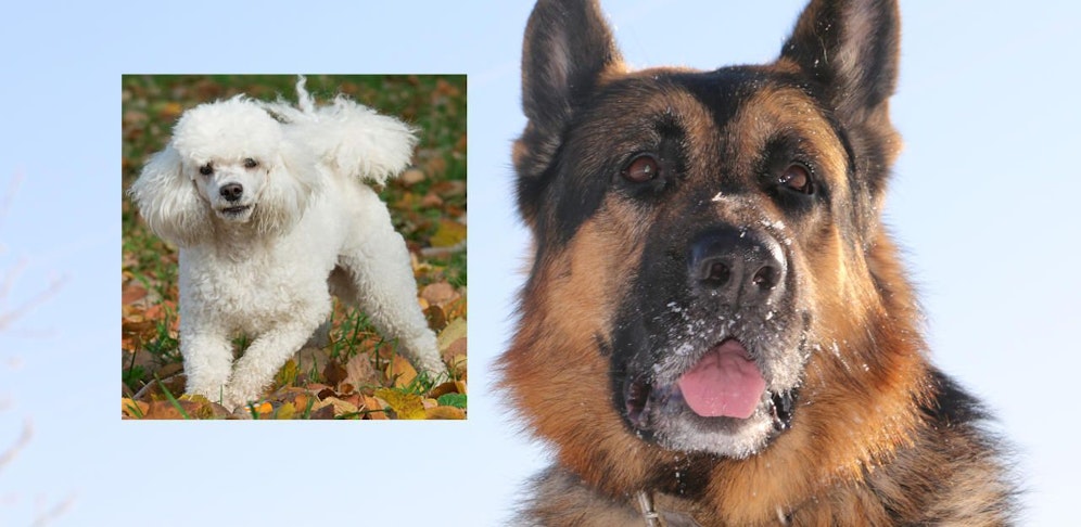 Schäferhund attackierte Pudel, dieser wurde schwer verletzt.