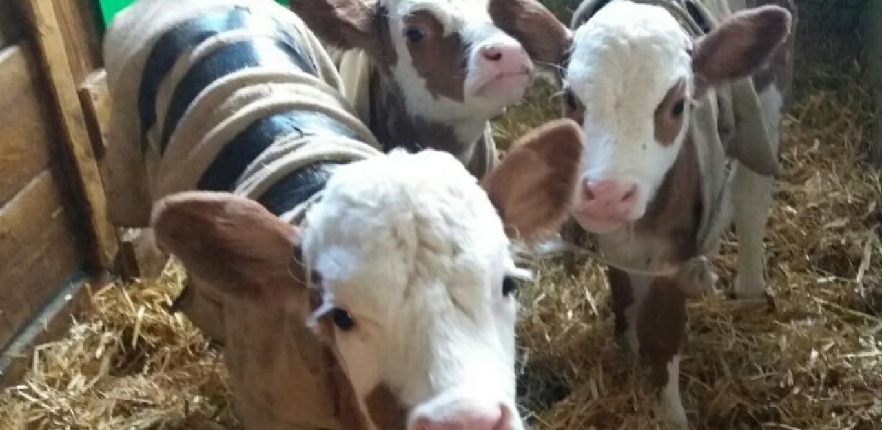 Heute.at - Herzige Kälber-Drillinge sorgen für eine Sensation