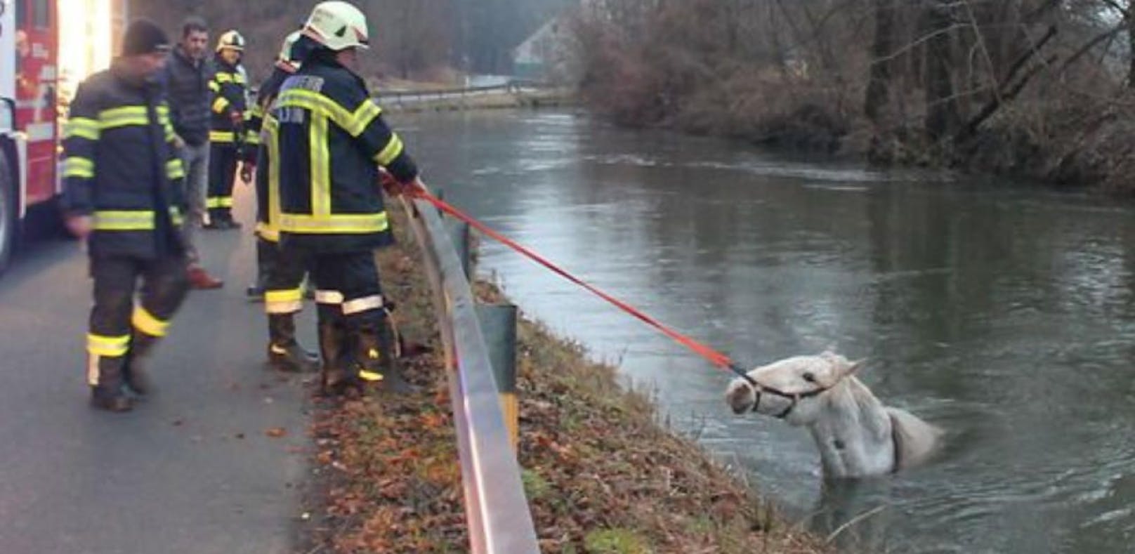 Feuerwehr rettet Schimmel aus dem Fluss