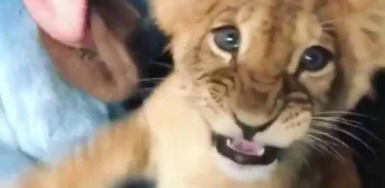 Heute.at - Mann fährt Tochter (7) und echten Löwen spazieren