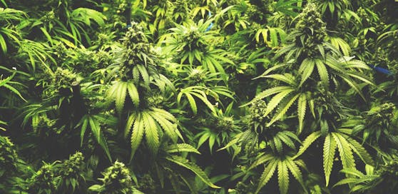 Der Mann baute Cannabispflanzen im Wald an (Symbolbild)