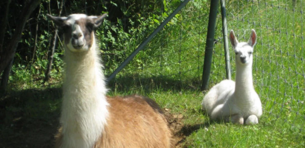 Im Tierpark Weihermätteli leben mehrere Lamas. Ein Jungtier wurde nun Opfer eines Unfalls.