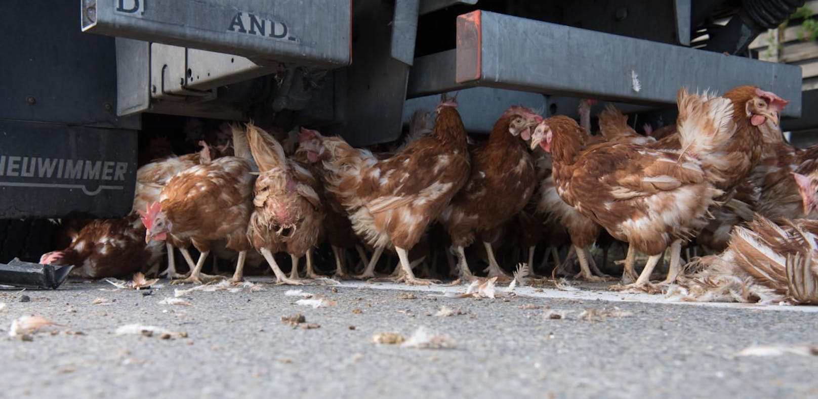 Hühner: Nach Rettung geht es in den Suppentopf