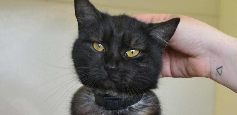 Die hübsche "Kleo" möchte wieder nach Hause! 