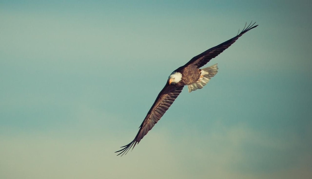 Die Vogelschutz-Organisation BirdLife ist DIE Adresse in Österreich wenn es um wissenschaftlich fundierten Arten- und Naturschutz geht.