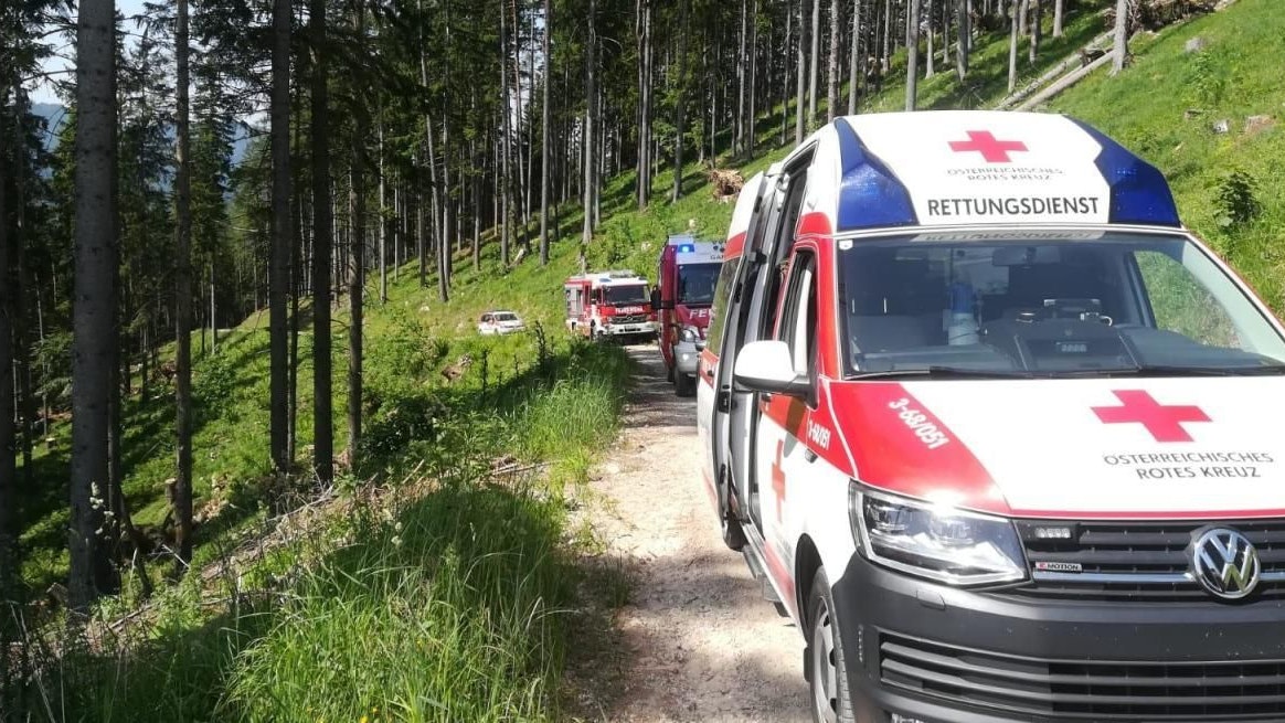 Heute.at - Mann (54) in Wald von Baum erschlagen – tot