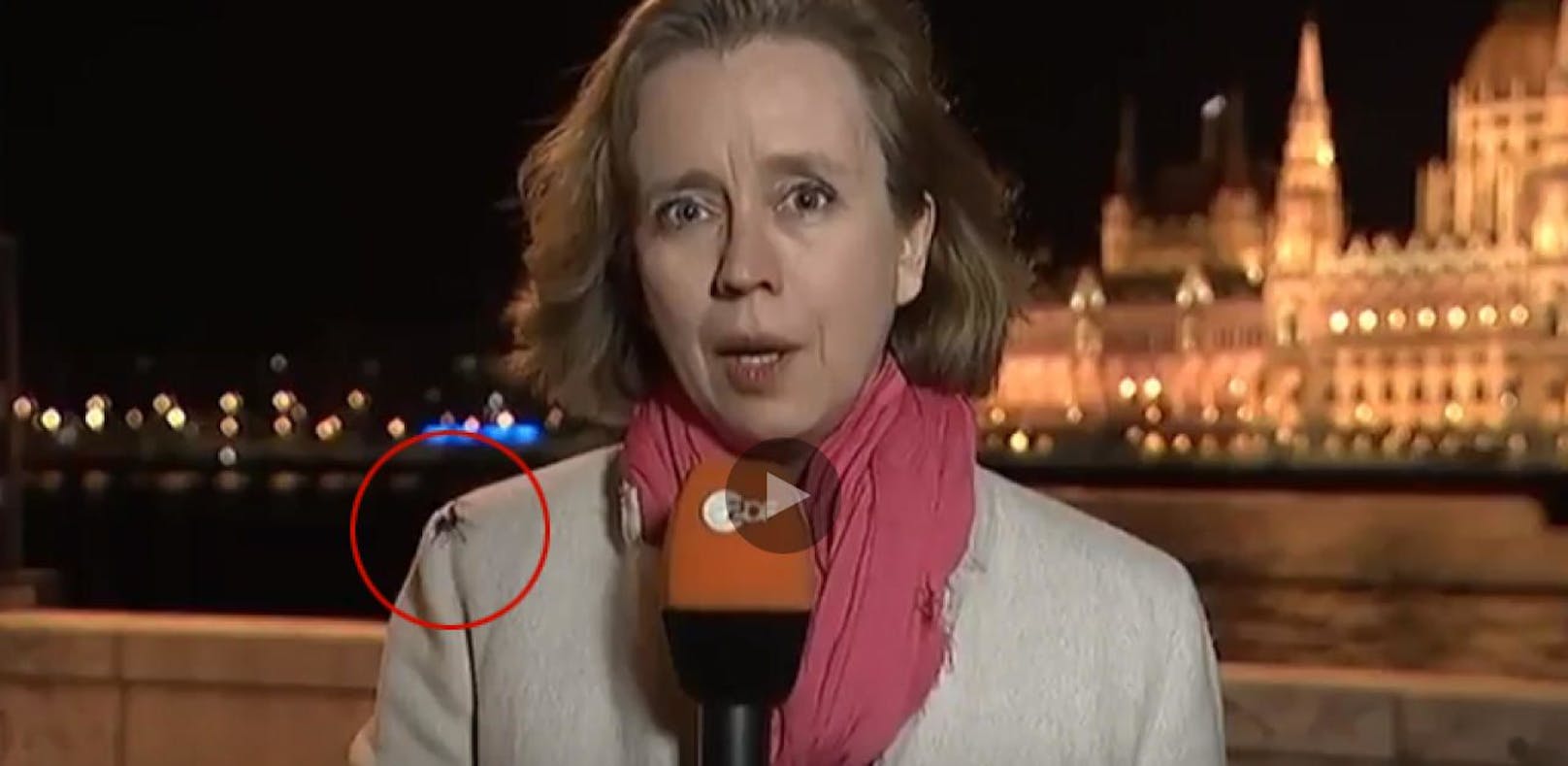 Monster-Spinne krabbelt auf ZDF-Reporterin