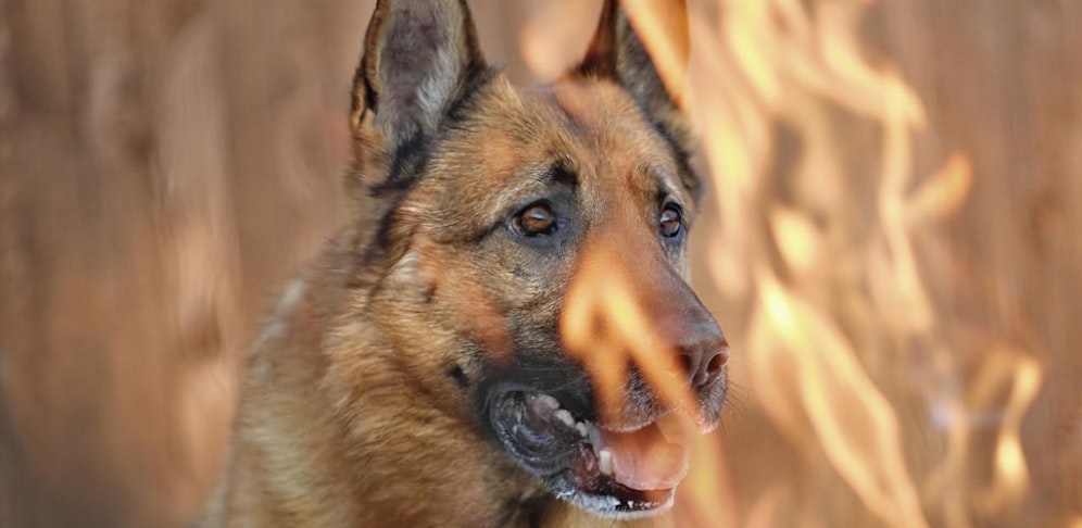 Die Polizei dachte zuerst, dass es sich bei dem toten Tier um einen Hund handelt