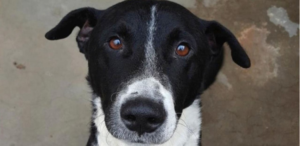 Charlie wurde auf der Autobahn einfach zurückgelassen.