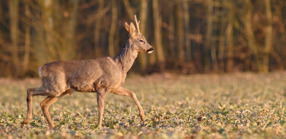 Ein Rehbock rammte die Radlerin.