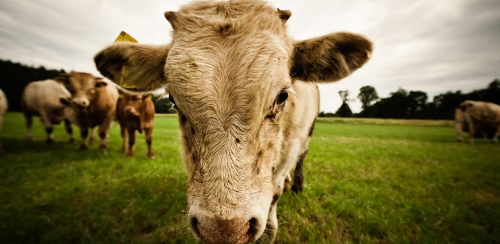 Ein Jungrind attackierte eine Wiener Wanderin. Die Frau stürzte und wurde verletzt ins Spital gebracht. 