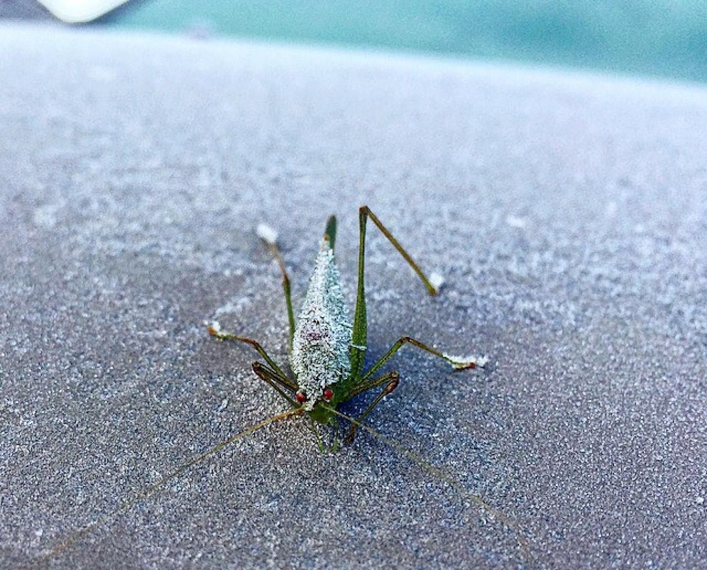 Die Kälte war zu viel für das kleine Insekt.