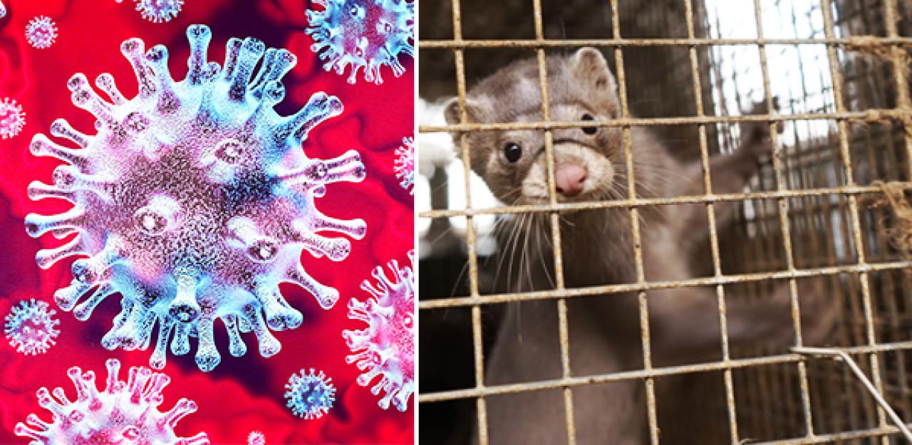 Forschen haben in chinesischen Pelzfarmen 125 Virusarten entdeckt, darunter ein neuer Corona-Virus,