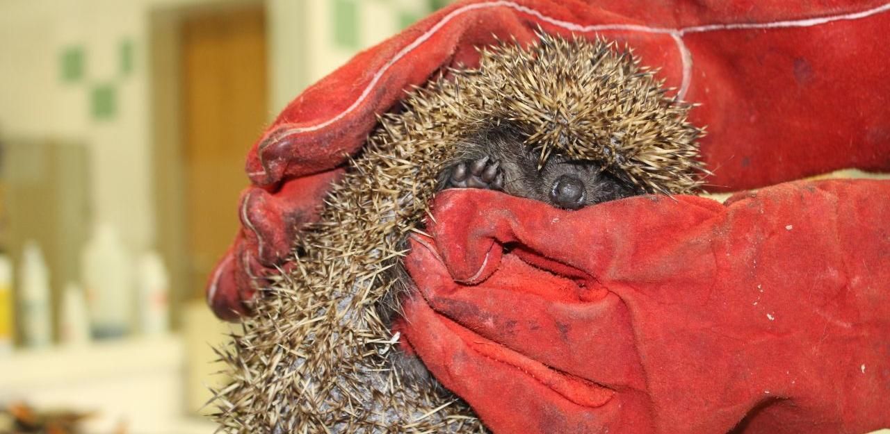 Heute.at - Igel in kritischem Zustand aus Pool gerettet
